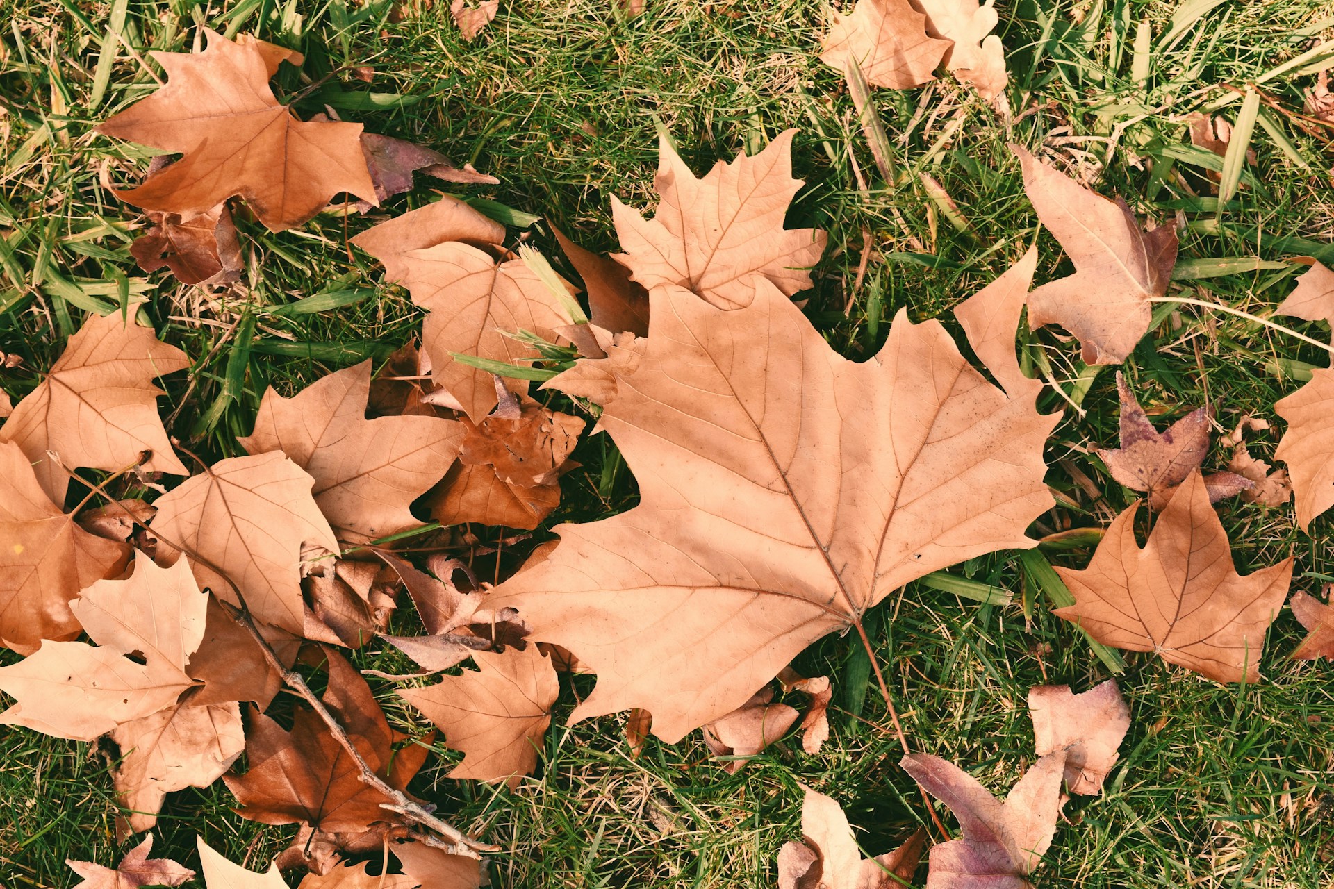 September and October Lawn Care
