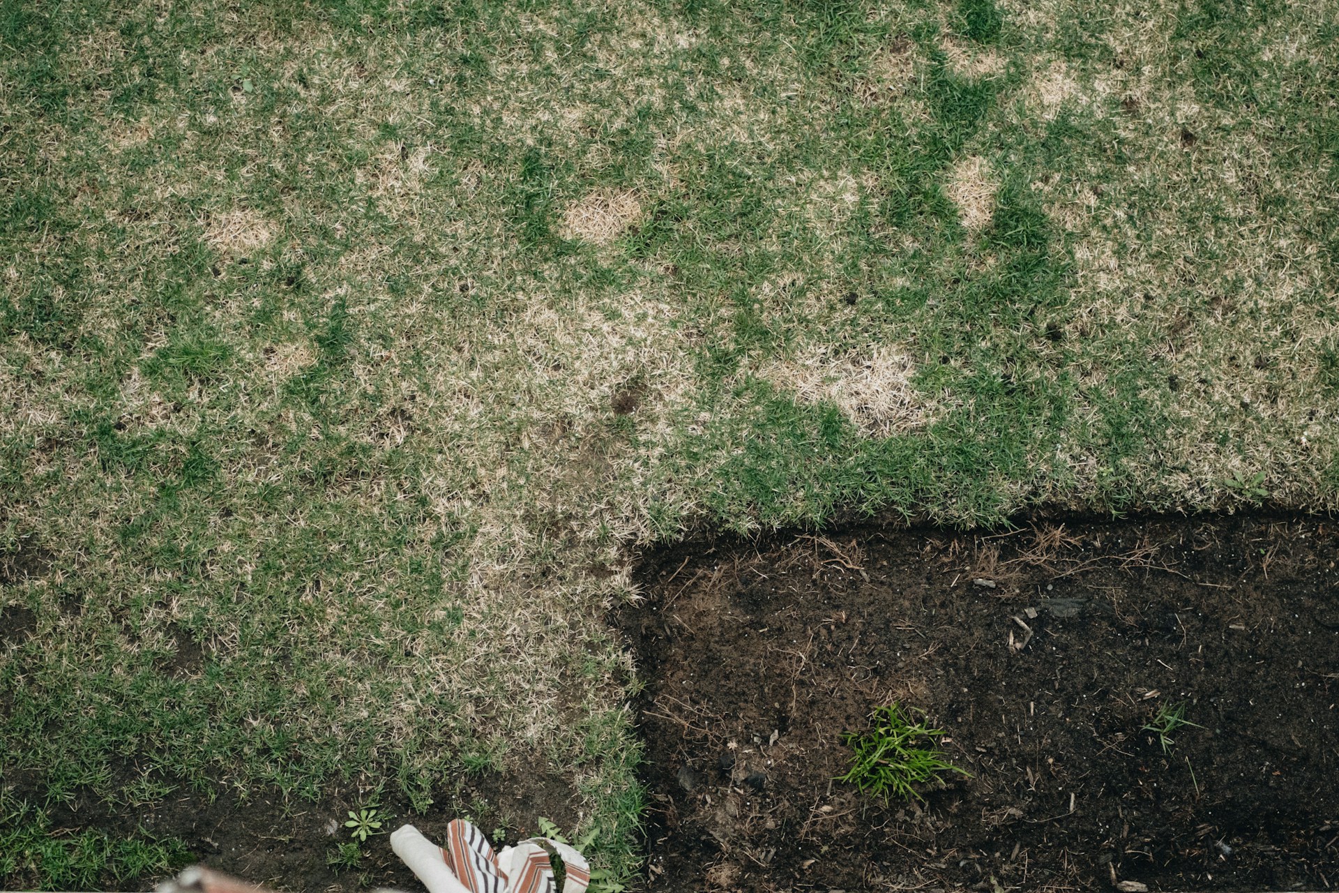 Bare Patches in Your Lawn: How to Repair Them Properly