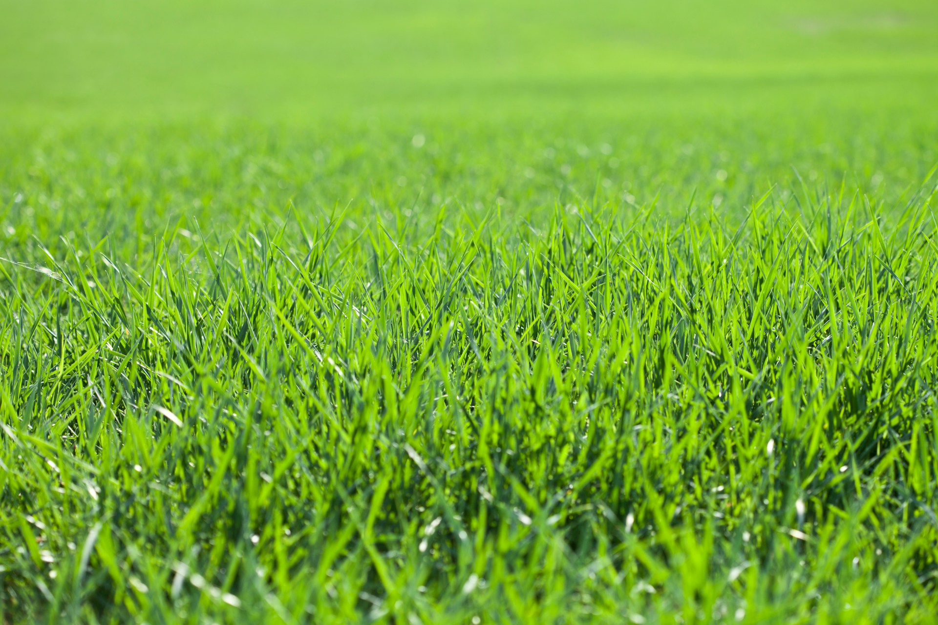 The Best Lawn Feed for British Lawns
