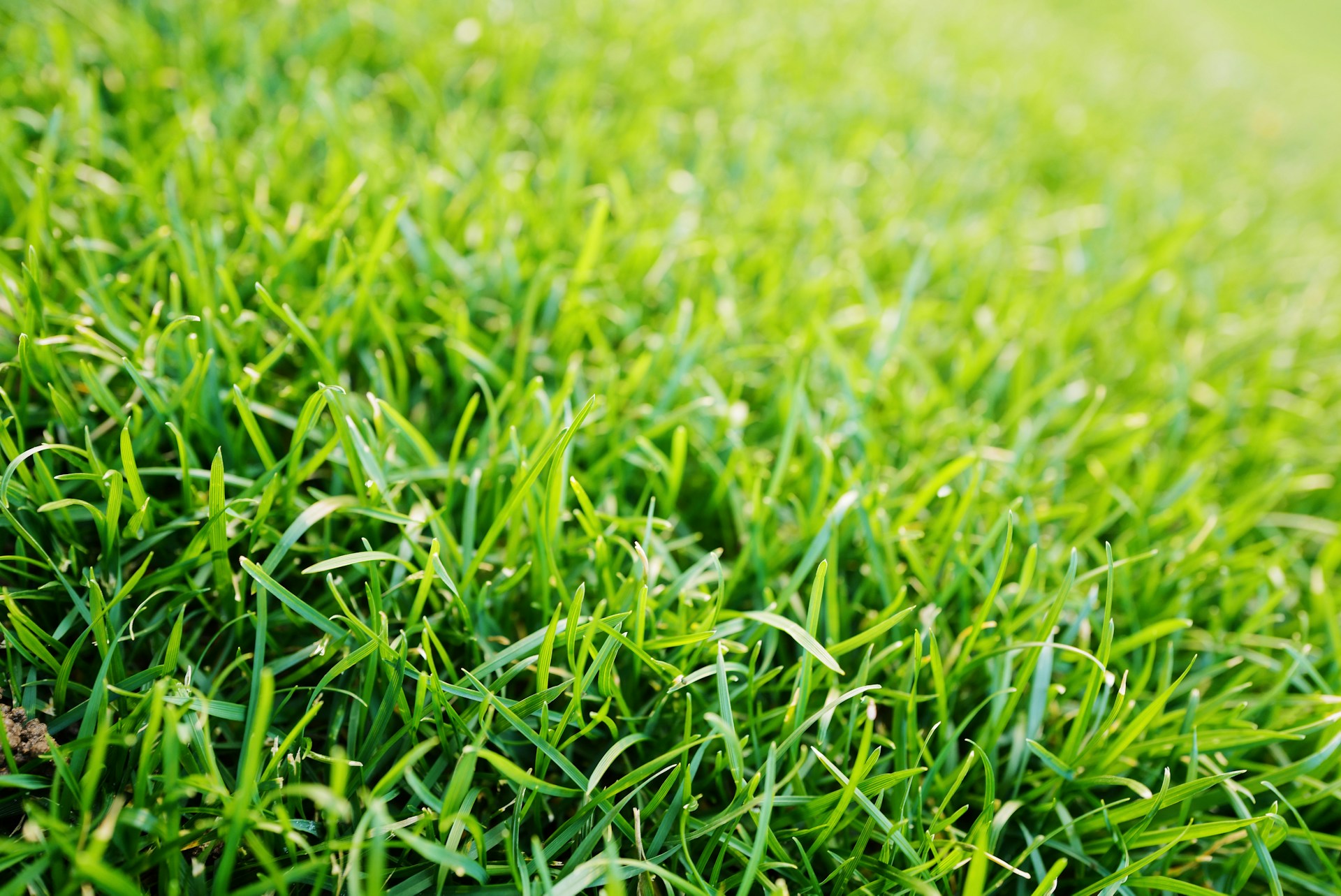 Every Common Lawn Problem (And How to Fix It)