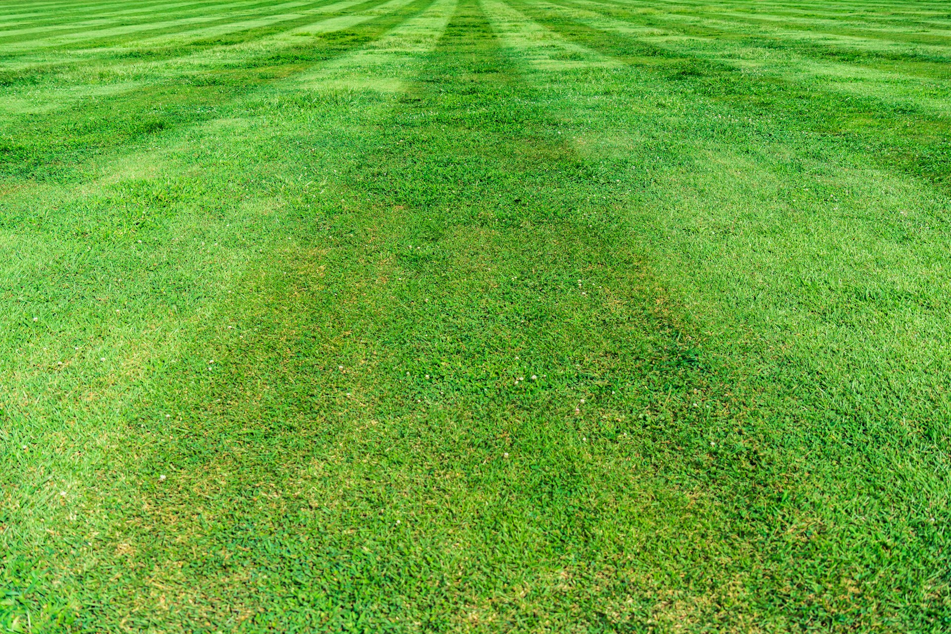 Lawn Renovation: The Complete Guide