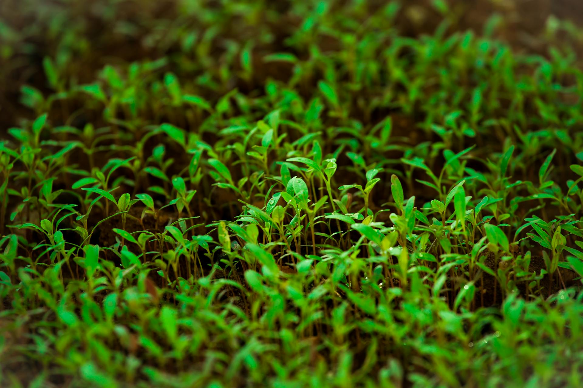 The Best Lawn Seed for British Gardens