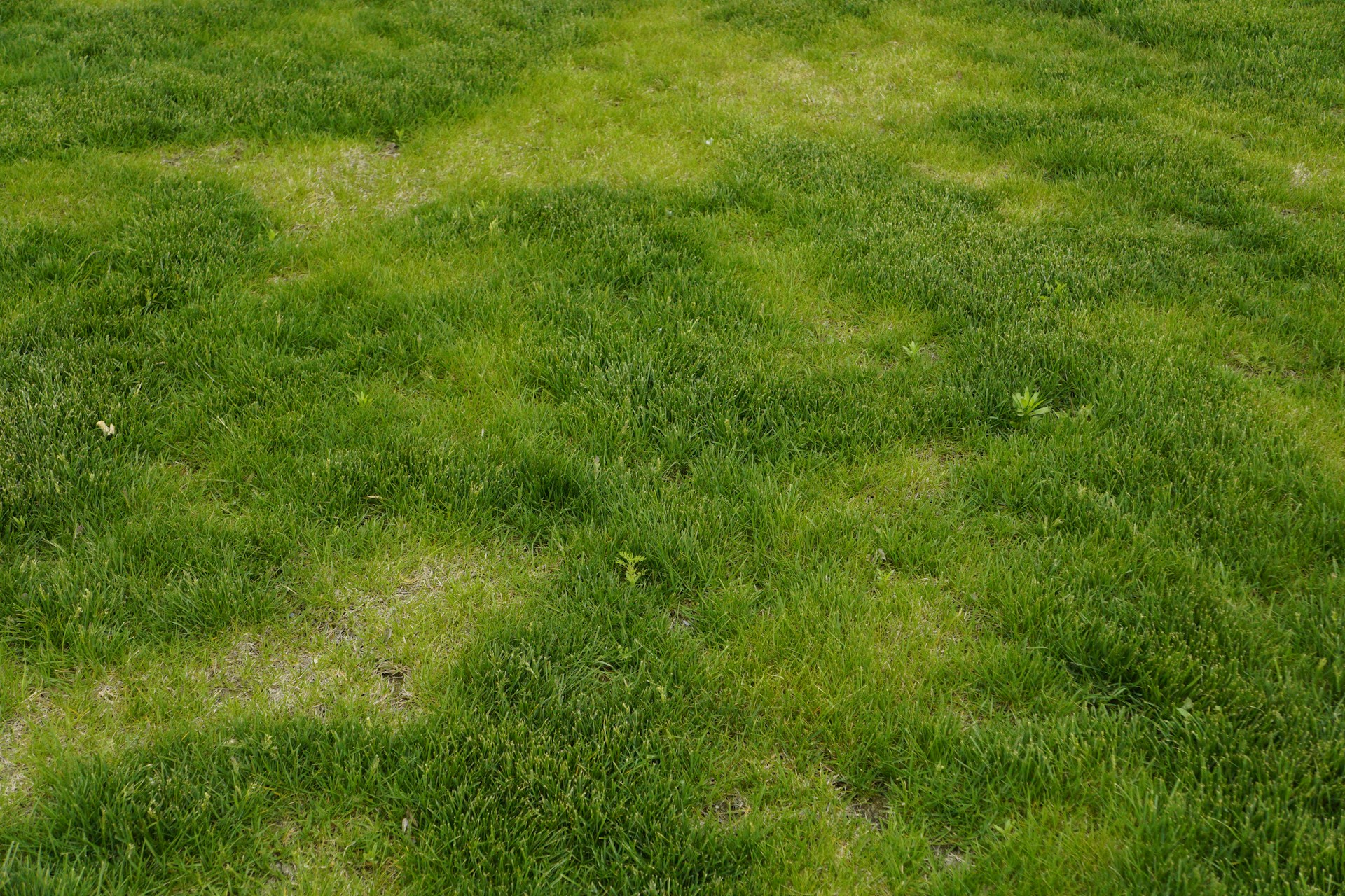 How to Repair a Patchy Lawn Without Reseeding