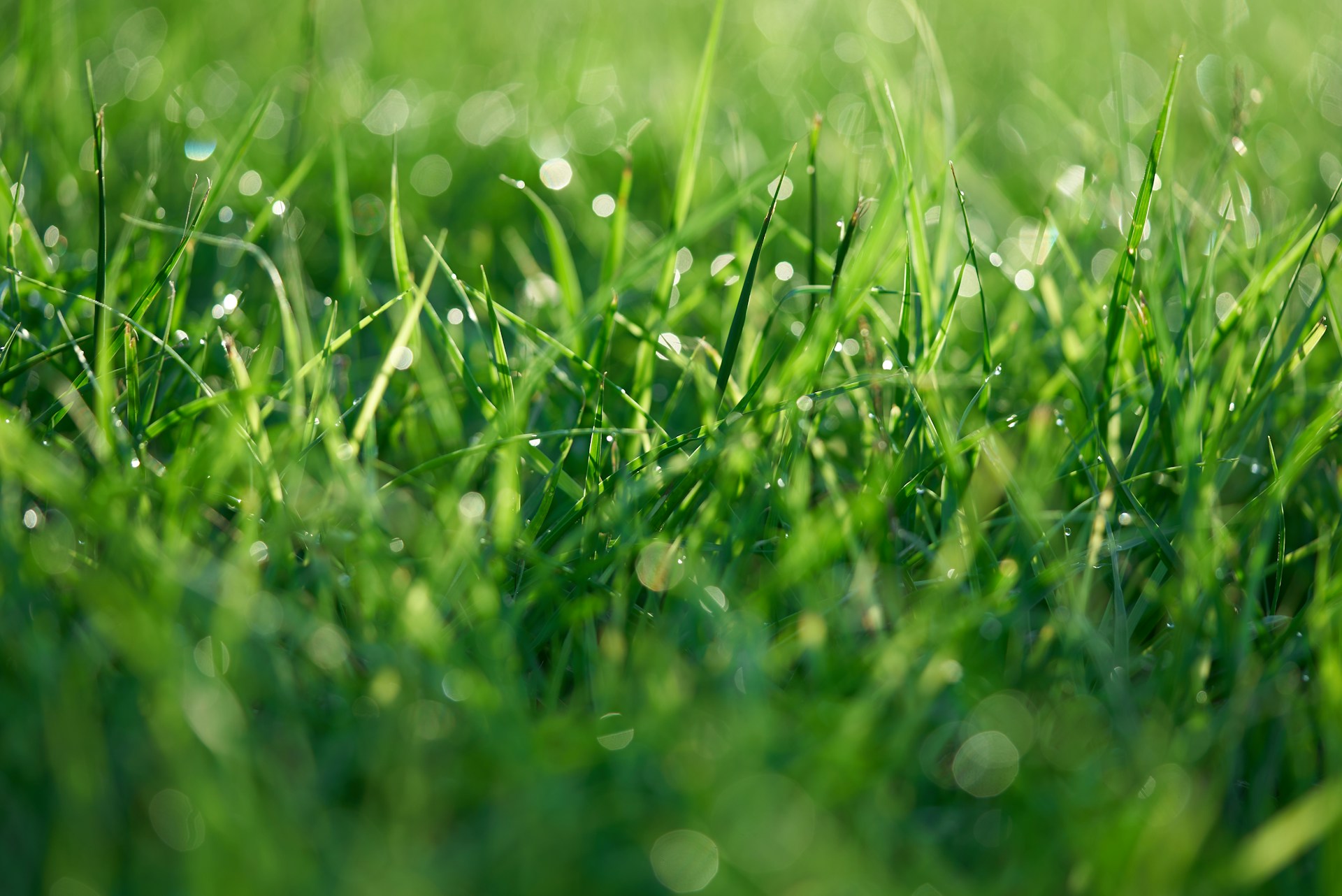 Spring Lawn Care: Month by Month