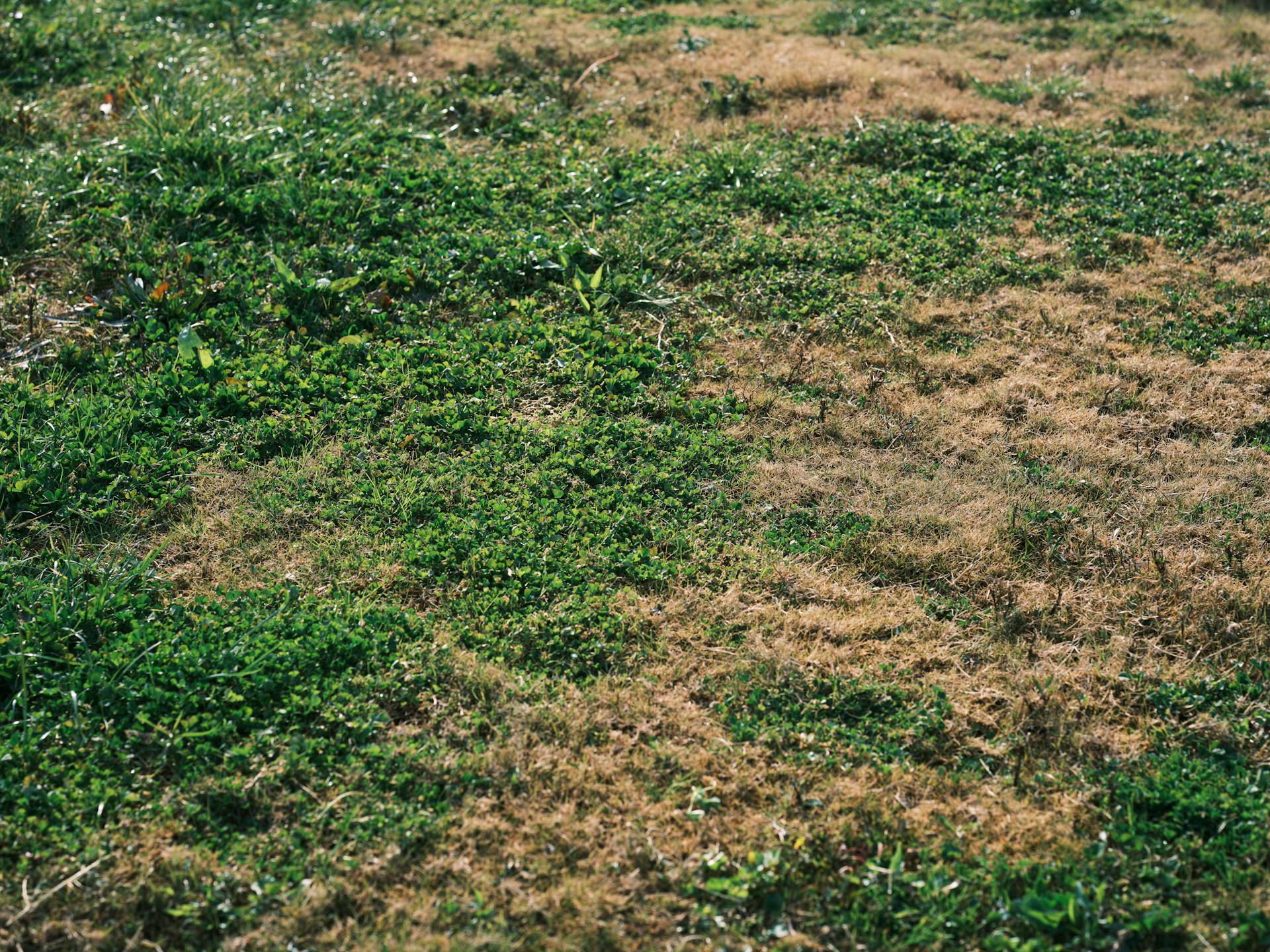 Yellow Patches in Your Lawn: 7 Causes and How to Diagnose Yours